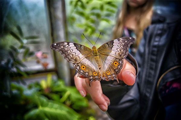 Butterfly Park