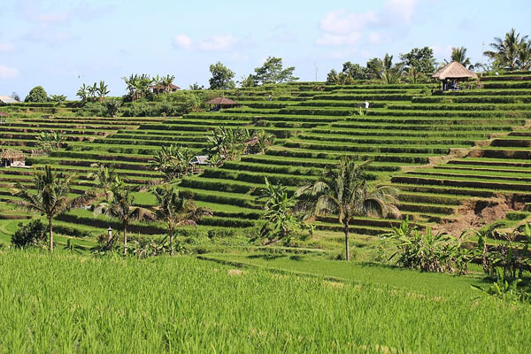 Jatiluwih Rice Terrace