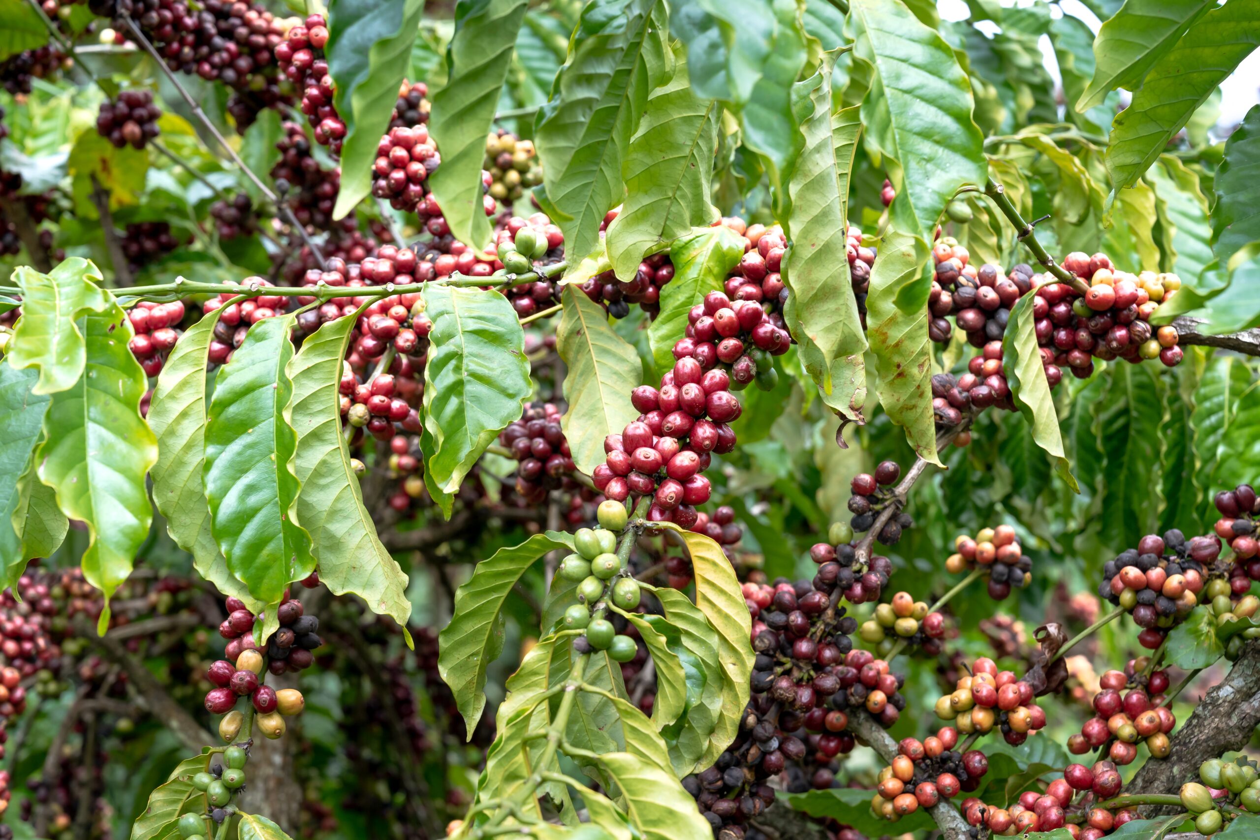 Coffee plantation